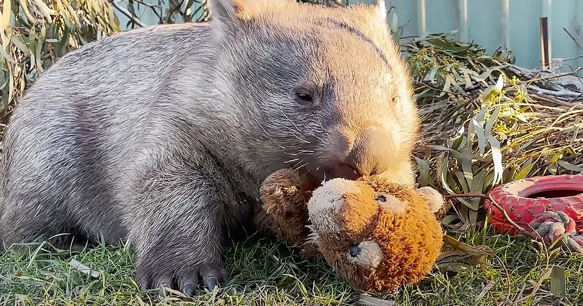 A wombat is chewing on a stuffed toy in a grassy area with some foliage and a red object nearby.