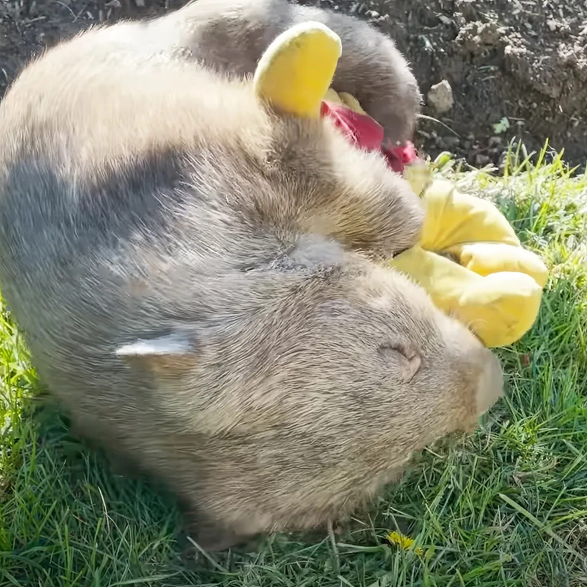 A wombat is lying on its back, holding a yellow toy in its mouth, with its eyes closed and ears perked up.