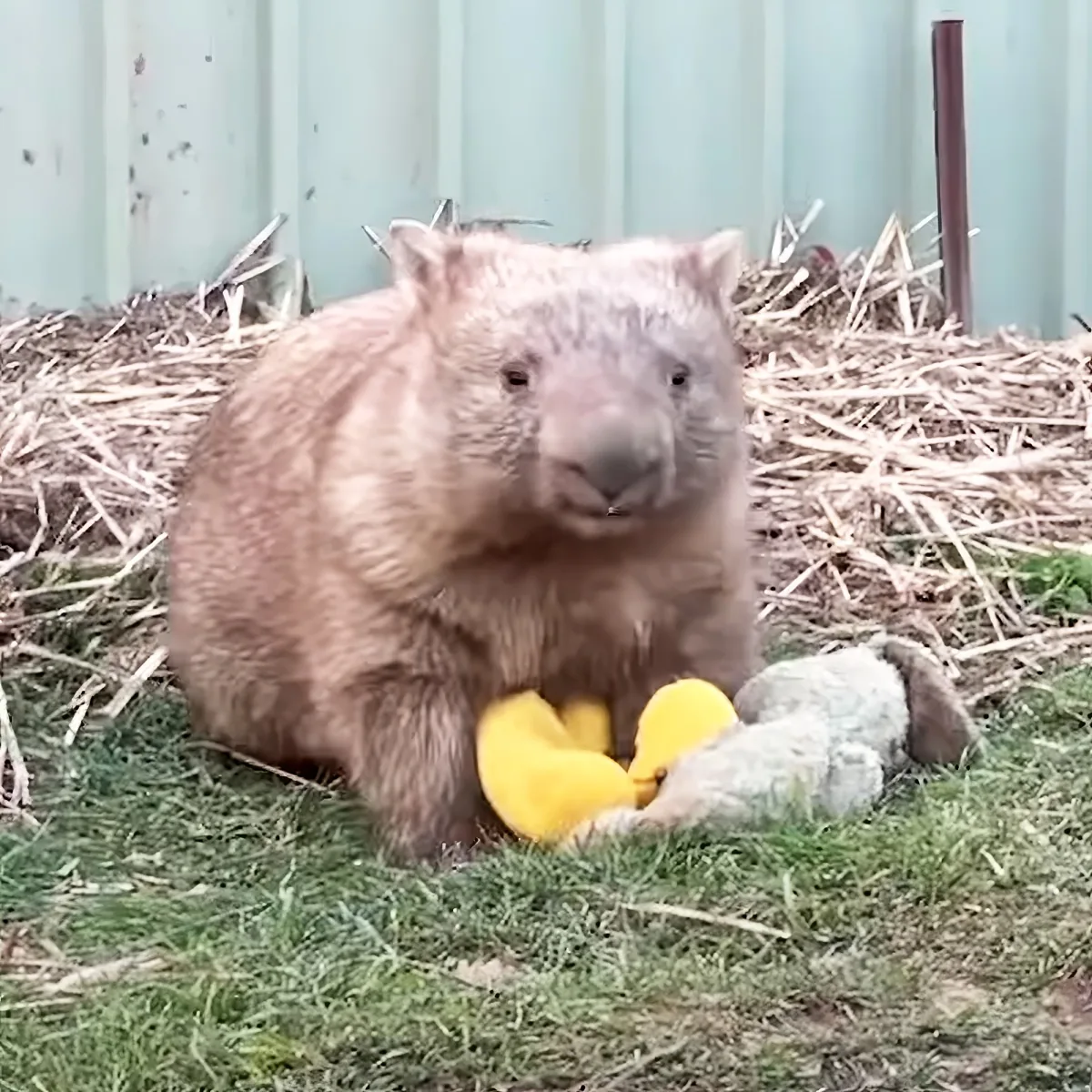 A wombat sits on grass holding a yellow toy, with hay and a fence in the background.