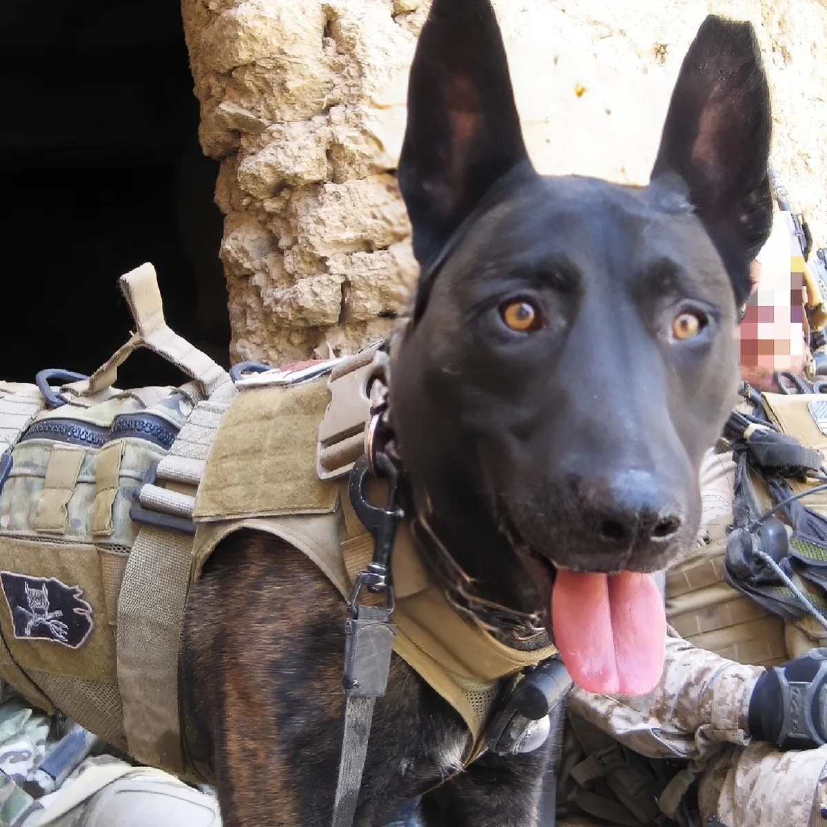 A black and brown dog wearing a tactical vest and chain collar, with a soldier in camouflage gear beside it.