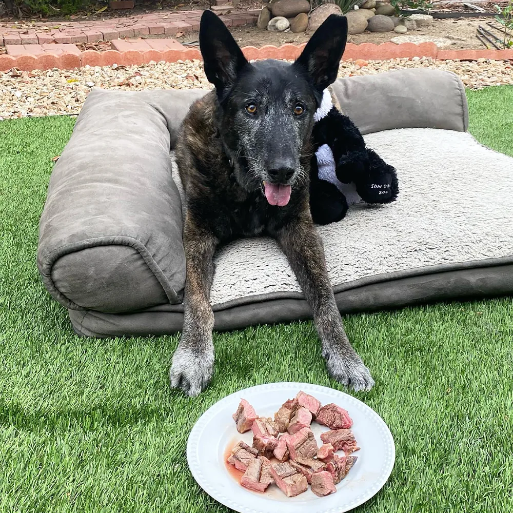 A dog lies on a cushioned bed with a plate of raw meat in front of it on grass.