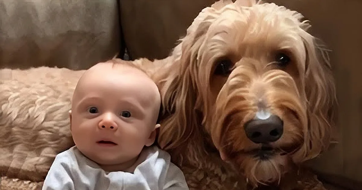 Talking Labradoodle Says 'I Love You' to Human Baby Brother