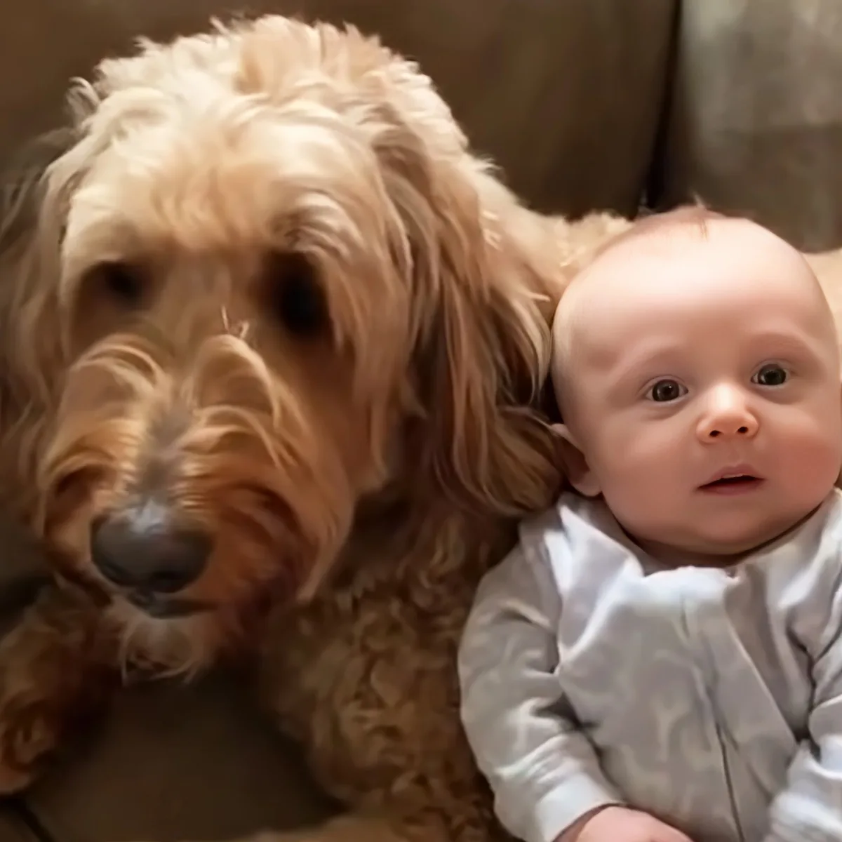 Dog and baby