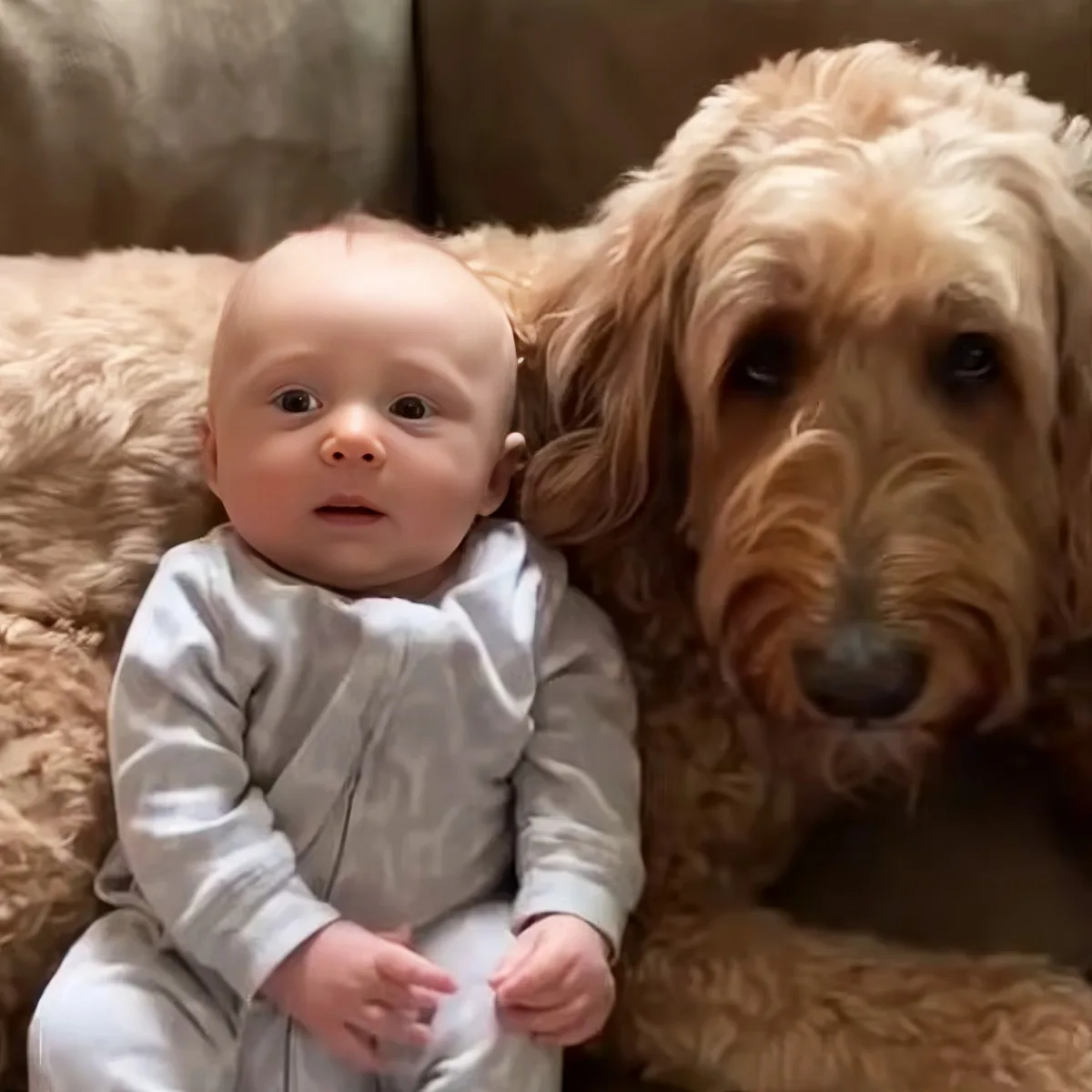 Dog and baby