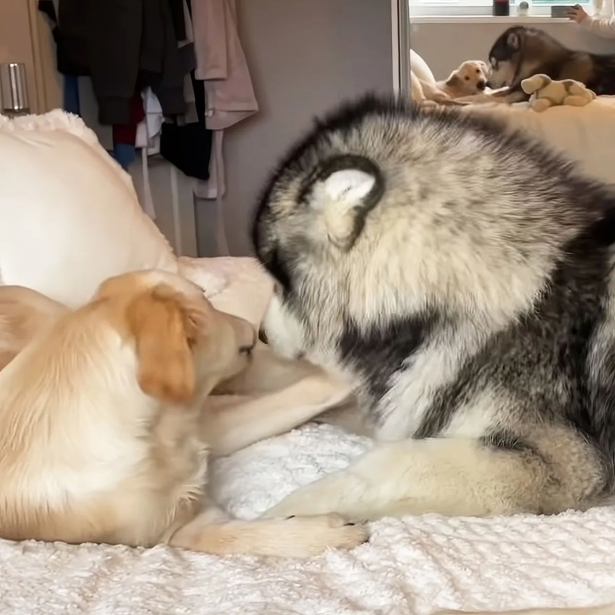 Giant Husky and Golden Retriever pup