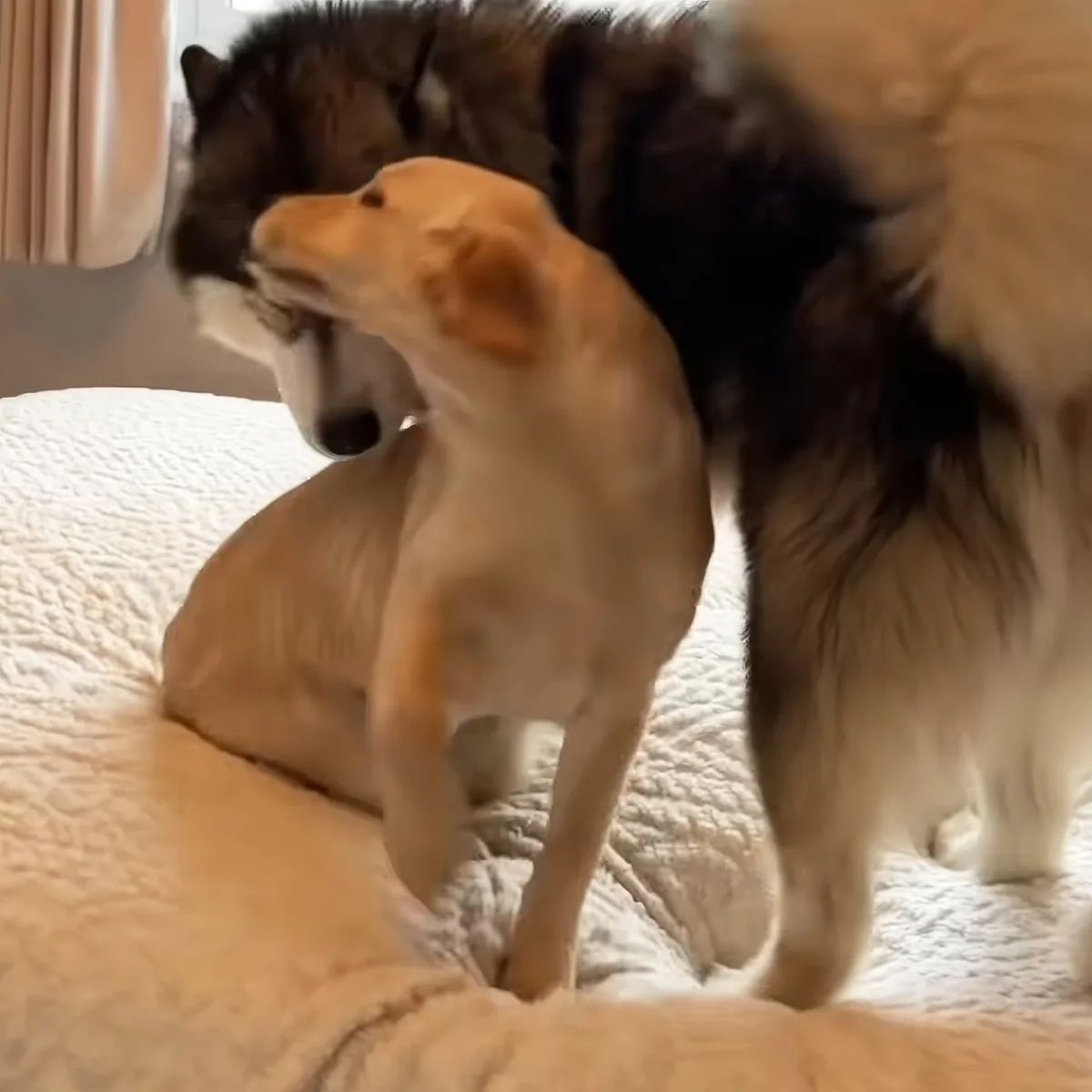 Giant Husky and Golden Retriever pup