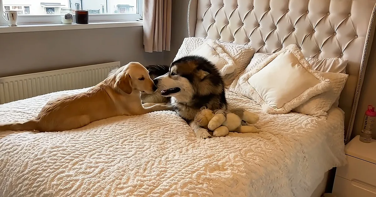 Giant Husky Goes Bananas Upon Reuniting With Best Friend, a Golden Retriever Pup