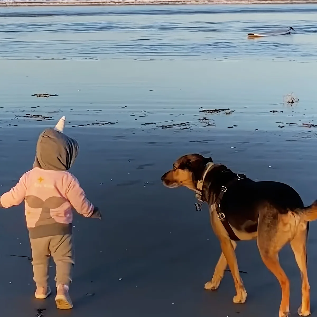 Adorable dog and baby