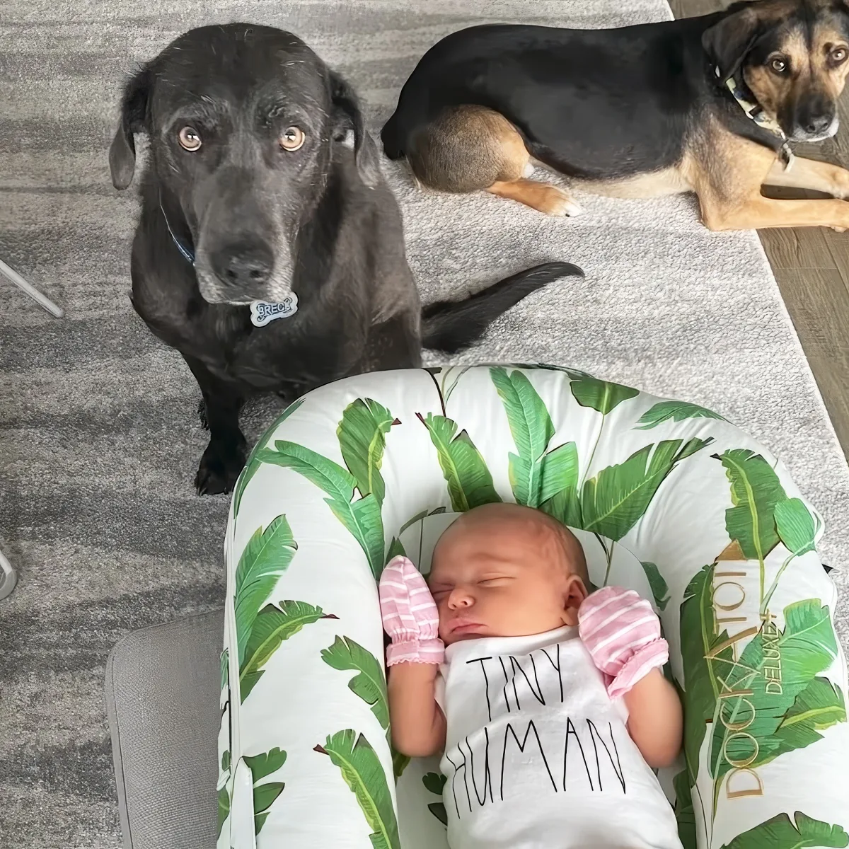 Adorable dog and baby