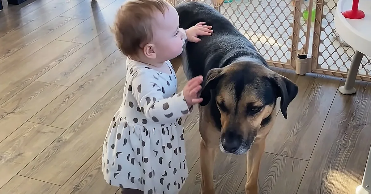 Baby Learns How to Walk With Her Pet Dog''s Support