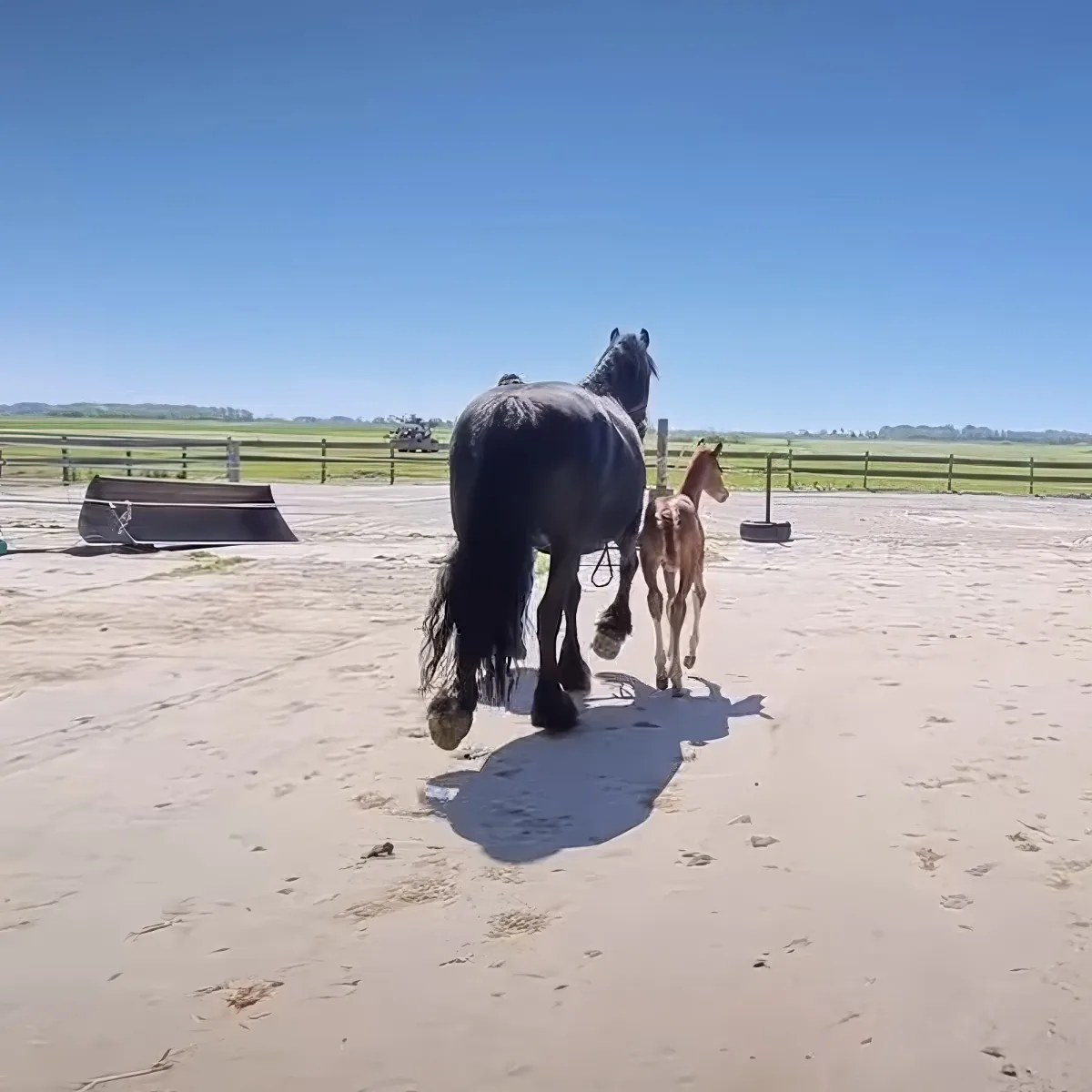 Mama horse and orphan foal