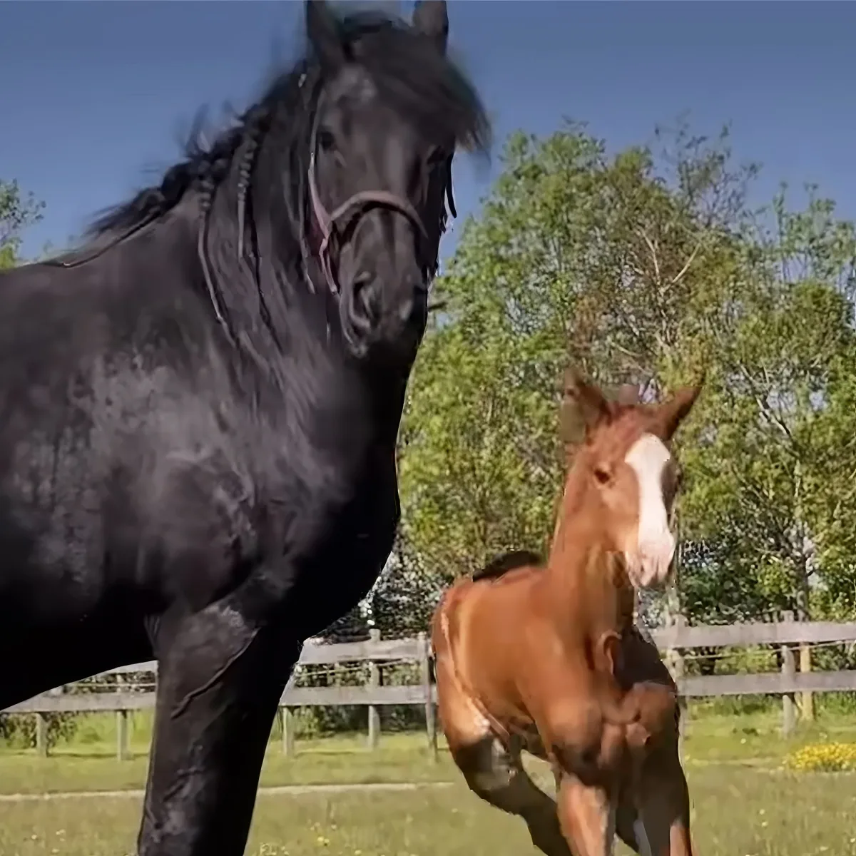 Mama horse and orphan foal