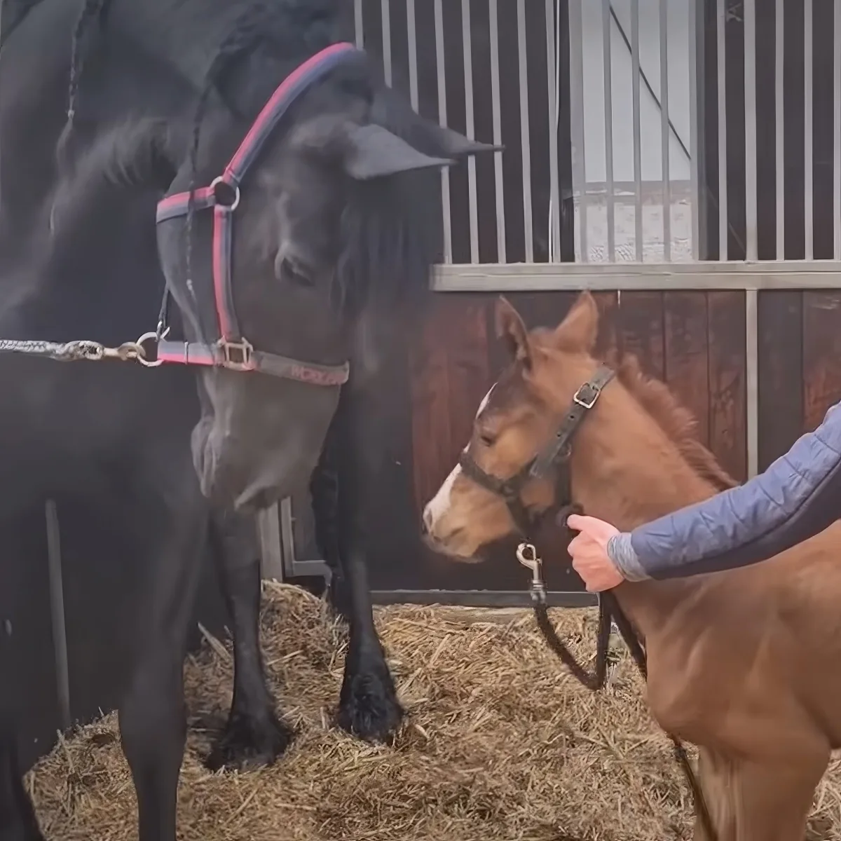 Mama horse and orphan foal