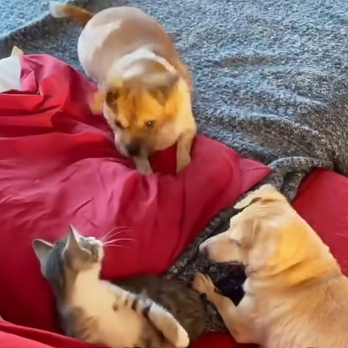 Dogs and cat