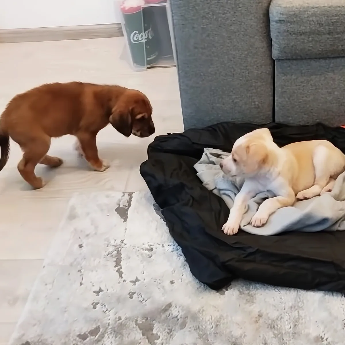 A brown puppy stands near a white and tan puppy resting on a black dog bed.