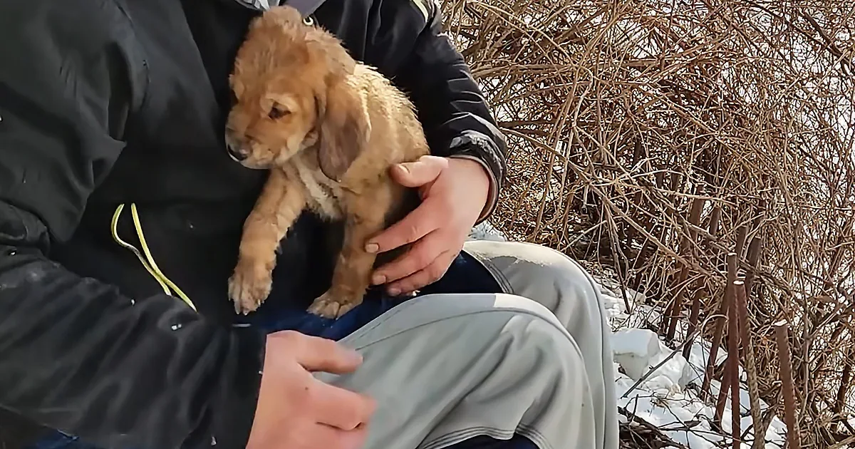 Man Rescues Puppy Abandoned During Freezing Winter