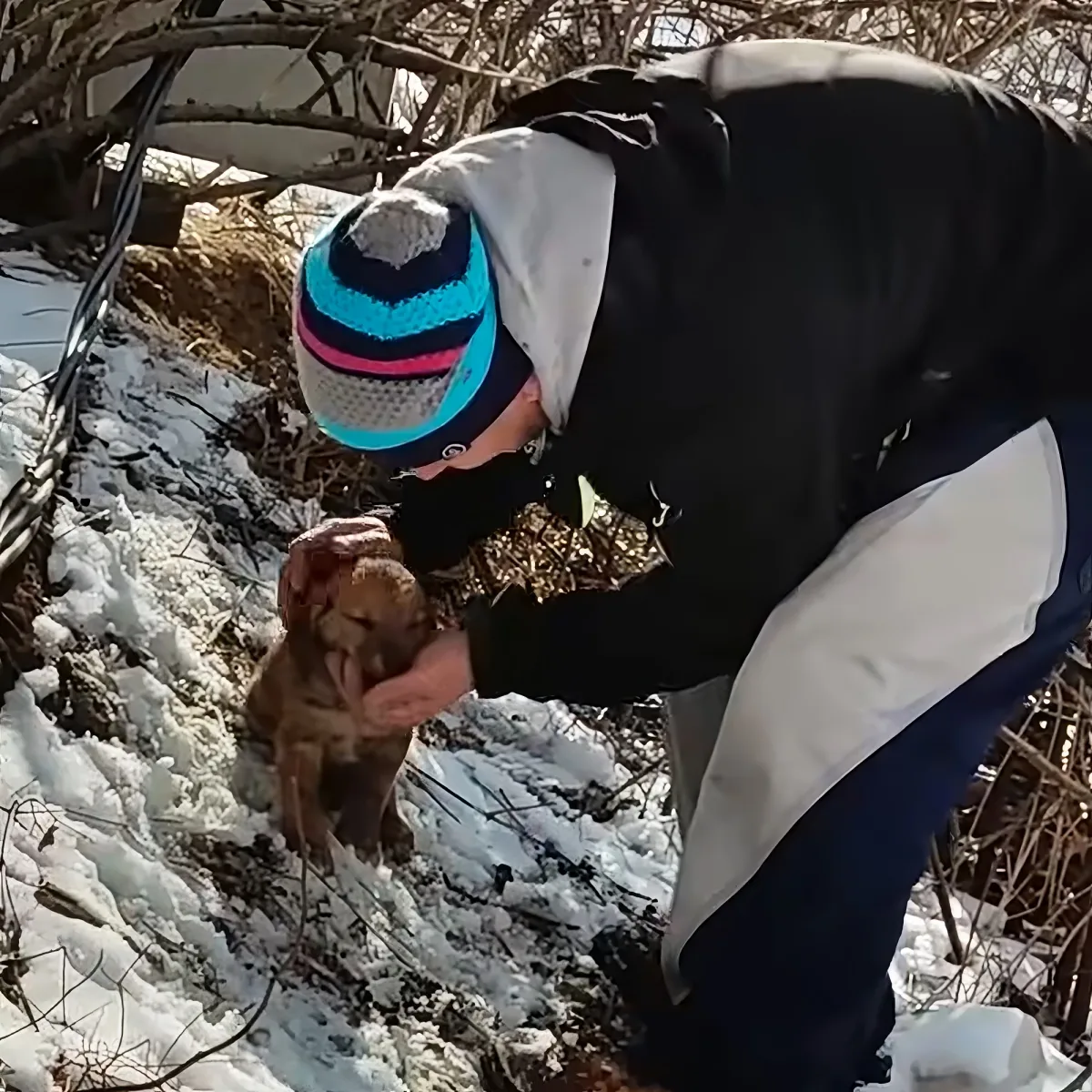 A person in winter clothing holds a small brown puppy in snowy surroundings.