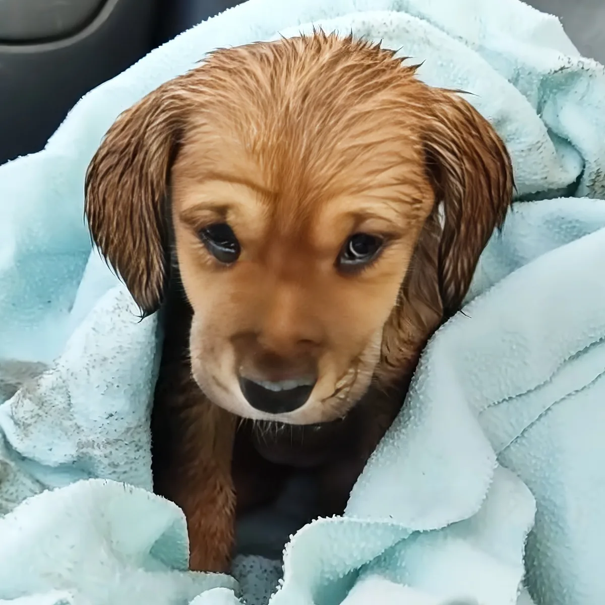 A wet, brown puppy with floppy ears is wrapped in a light blue blanket.