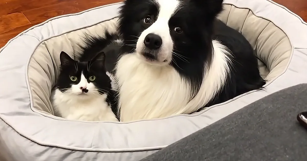 A black-and-white cat and dog share a cozy dog bed, both looking alert and curious.