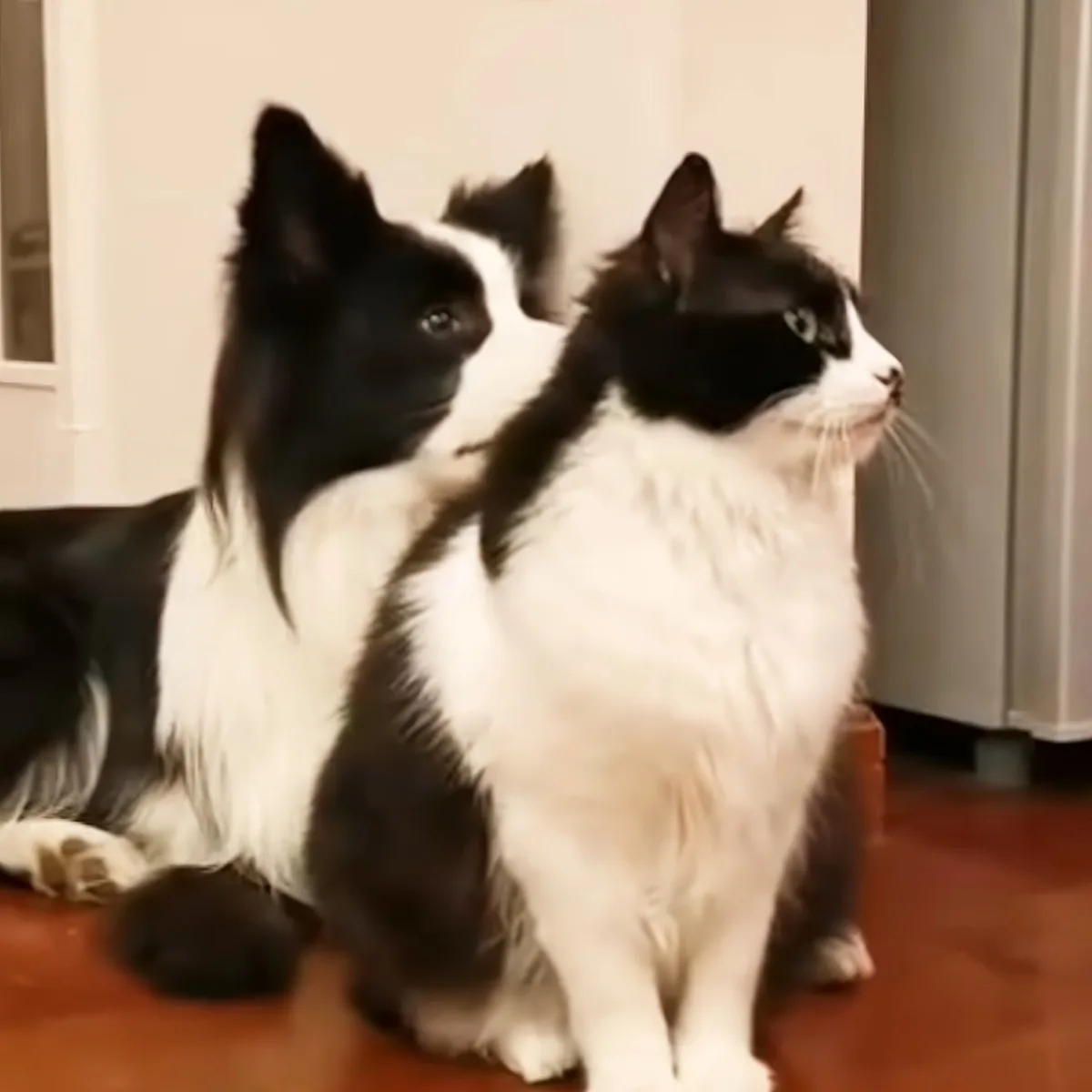 Cat and dog