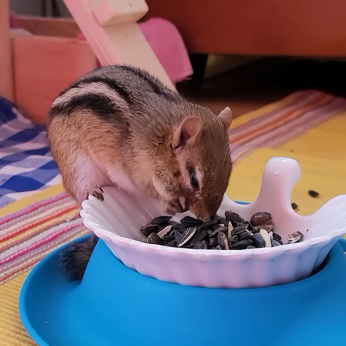 A chipmunk is eating sunflower seeds from a white bowl on a blue base.