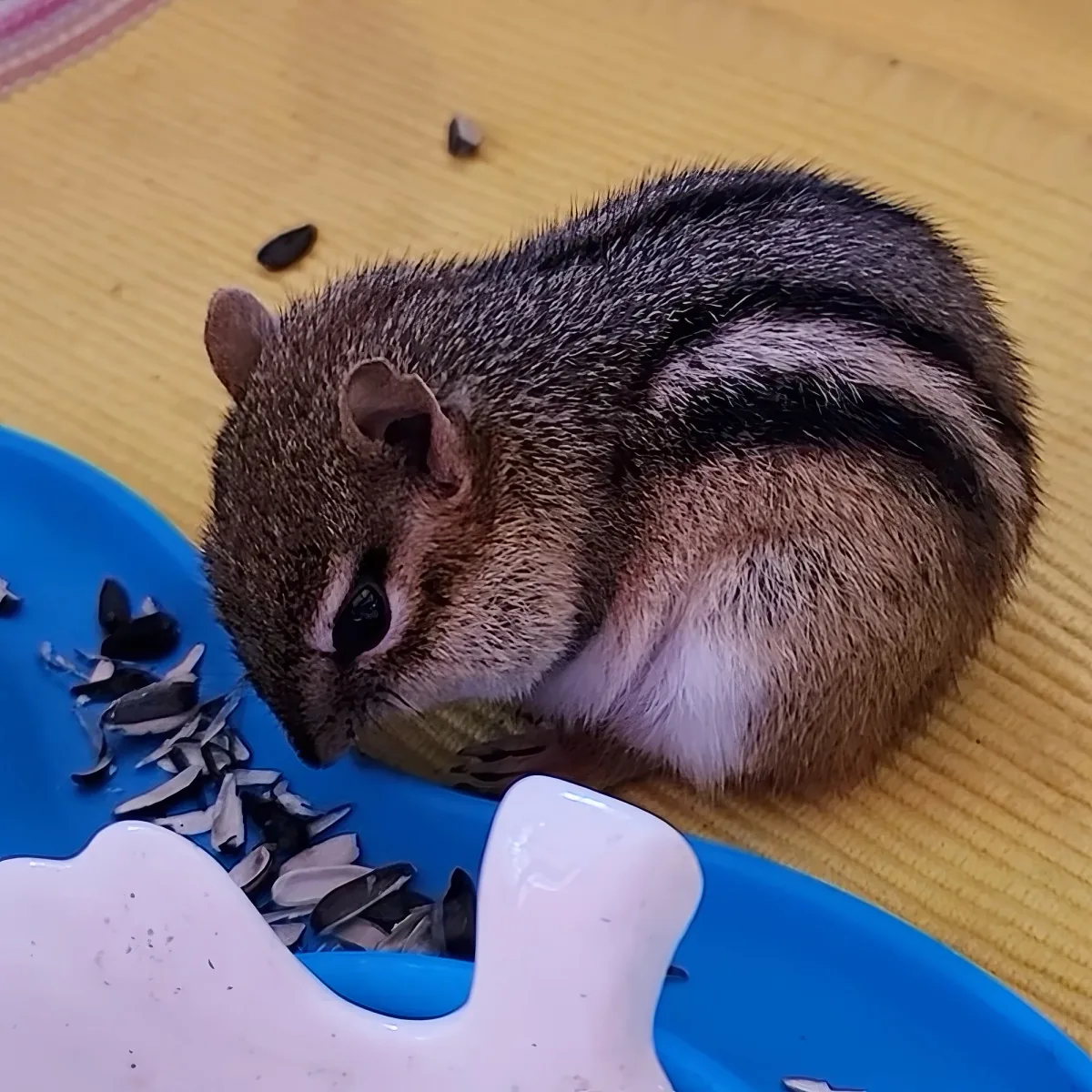 A chipmunk is eating sunflower seeds from a blue dish on a yellow surface.