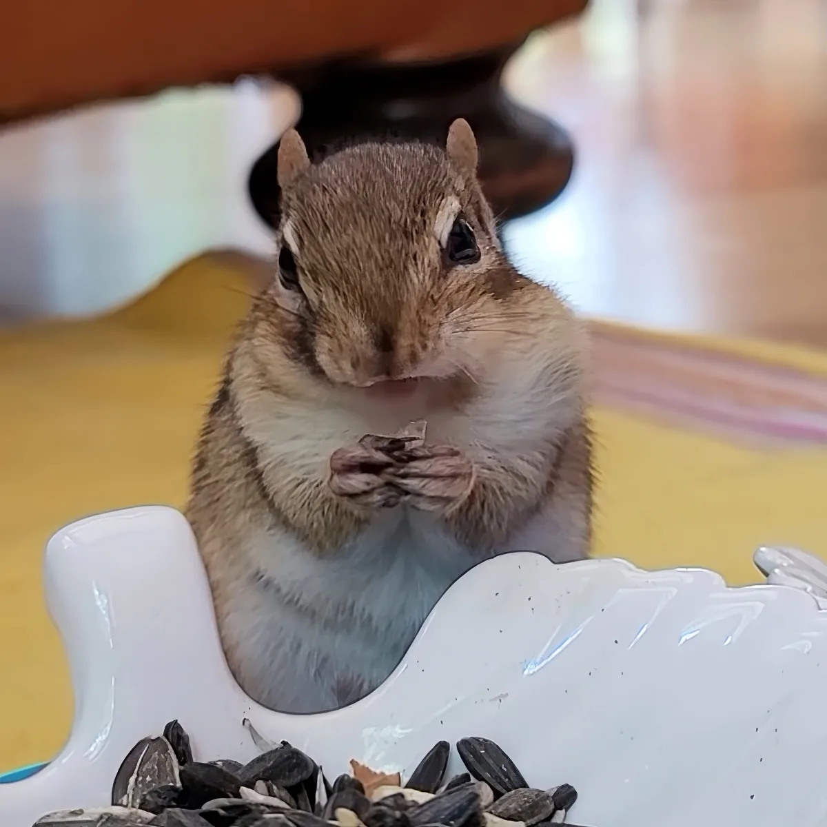 A chipmunk is eating sunflower seeds from a white bird feeder.