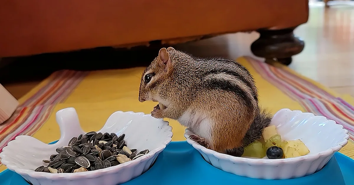 Hungry Chipmunk Falls Asleep During Snack Time