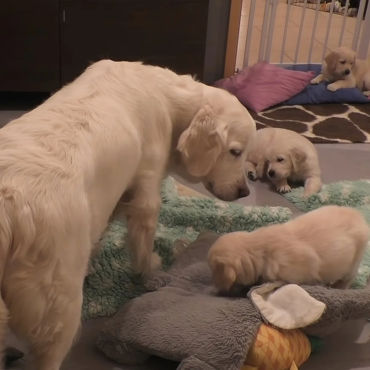 Golden Retriever puppies