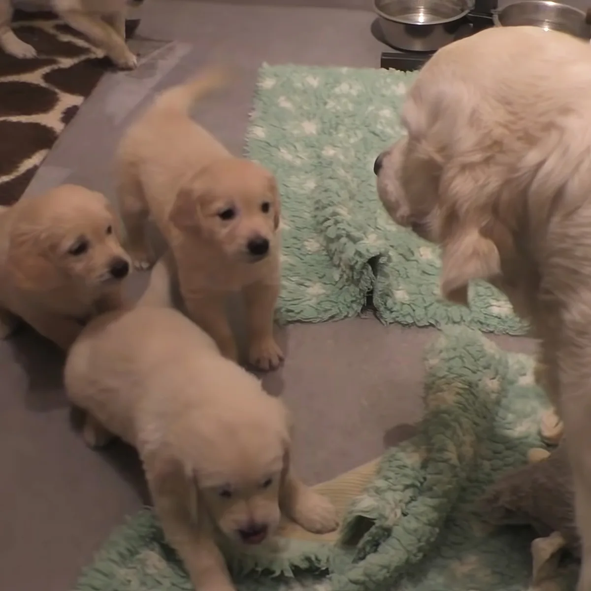 Golden Retriever puppies