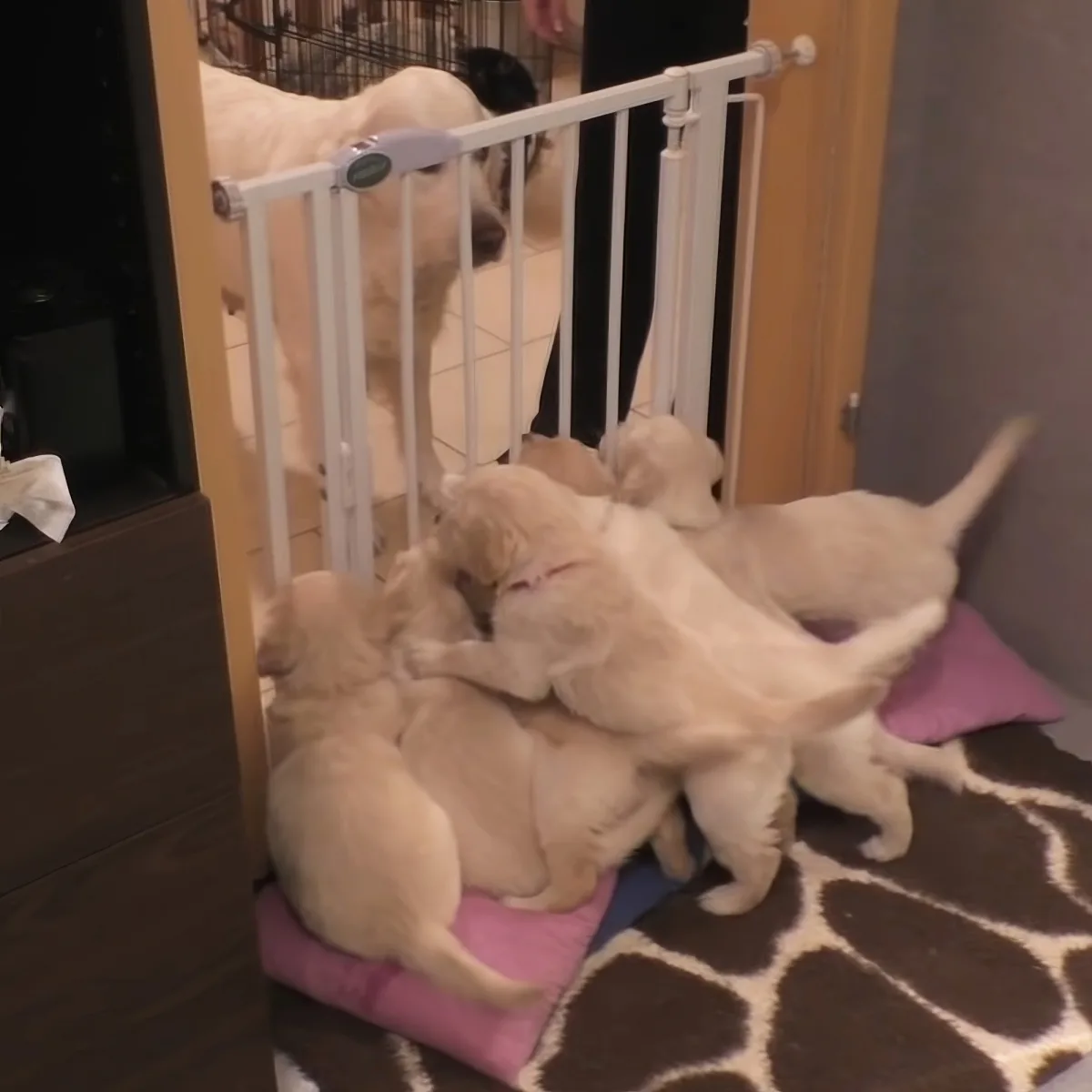 Golden Retriever puppies