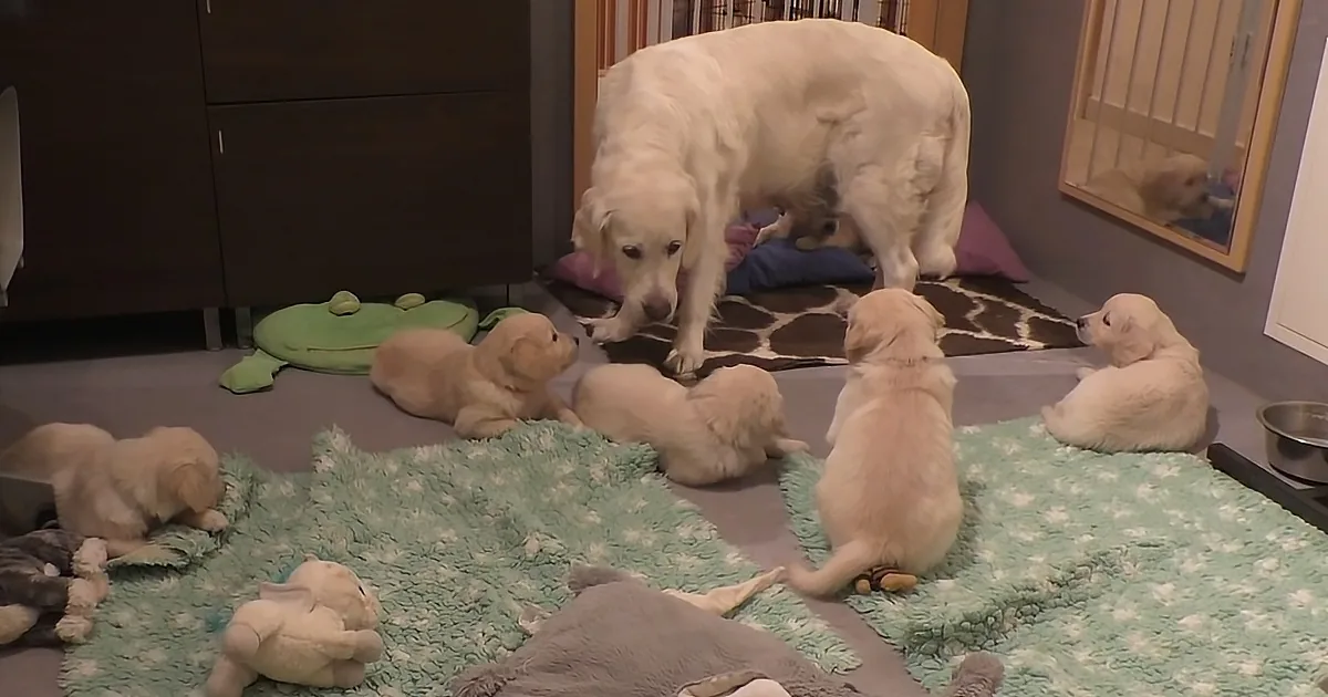 A golden retriever stands over her puppies on a rug, surrounded by toys and blankets.