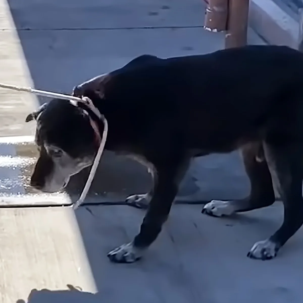 A black dog on a leash is sniffing the ground, with its head lowered and ears perked.