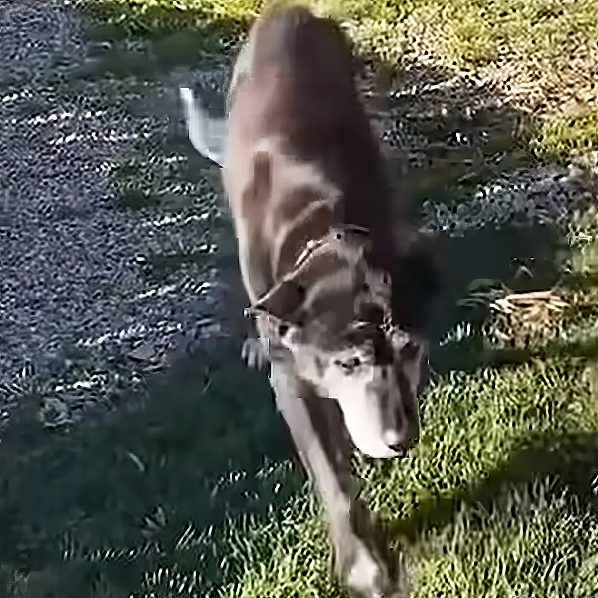 A dog with a white and brown coat is standing on grass, looking down.