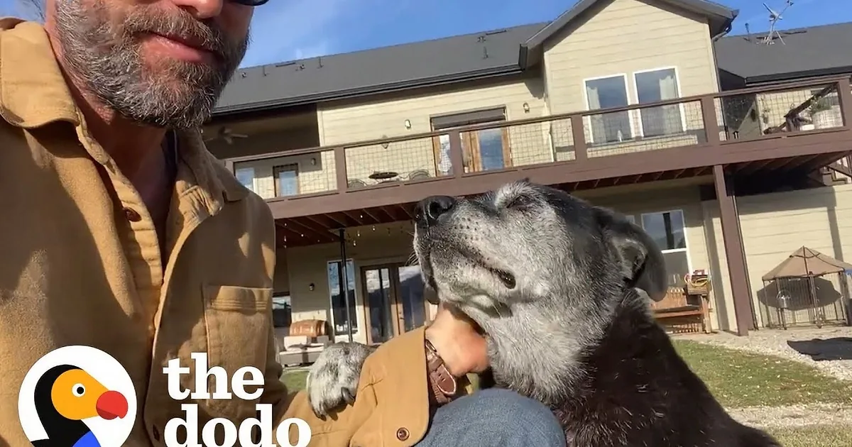 A man with a beard and tattoos pets a black dog in a car, while another dog runs in an open field with a person in the...