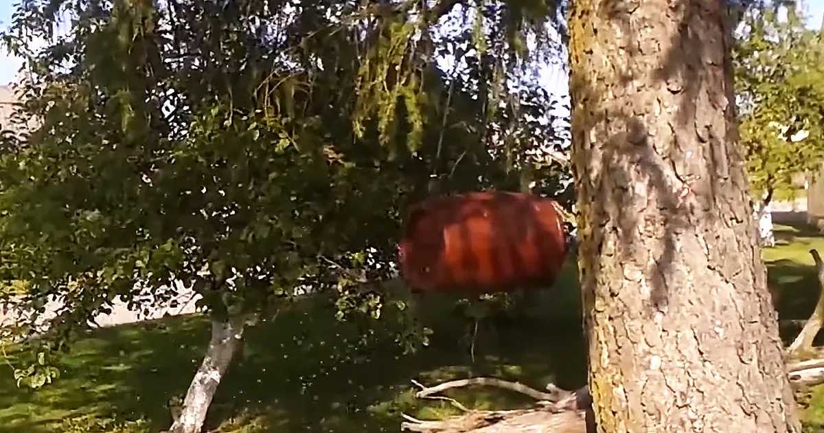 Bee swarm settled in an antique oak barrel