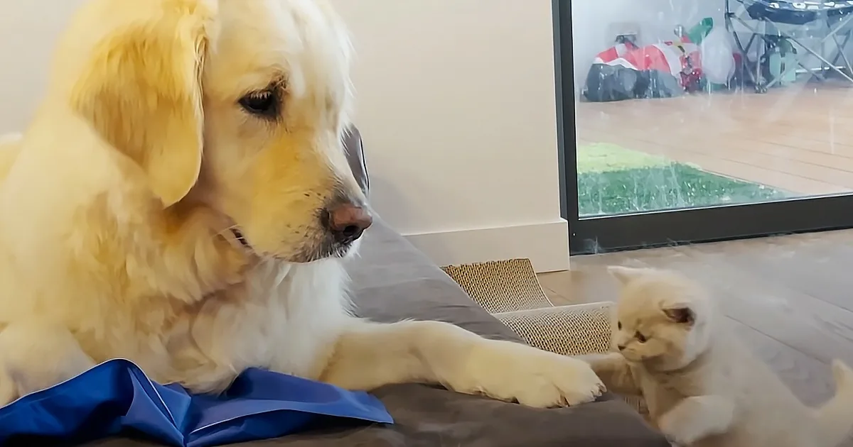 Emotional Support Kitten Helps Golden Retriever Overcome Separation Anxiety