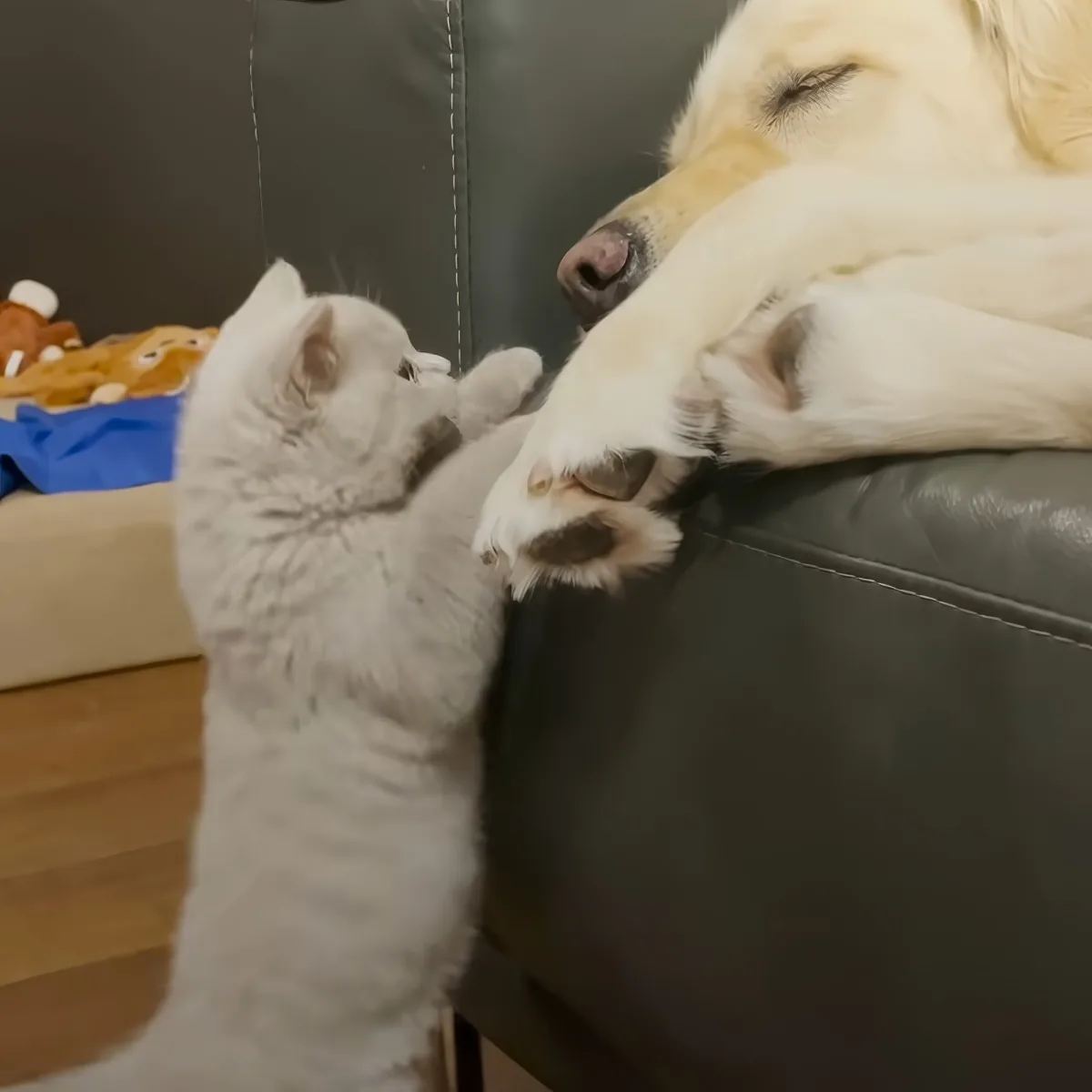 Support kitten and Golden Retriever