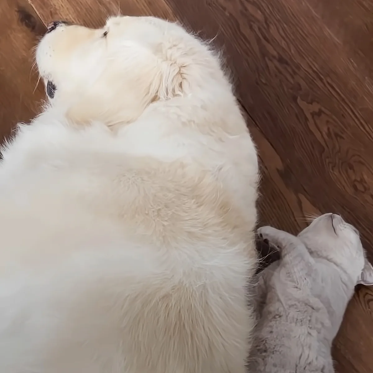 Support kitten and Golden Retriever