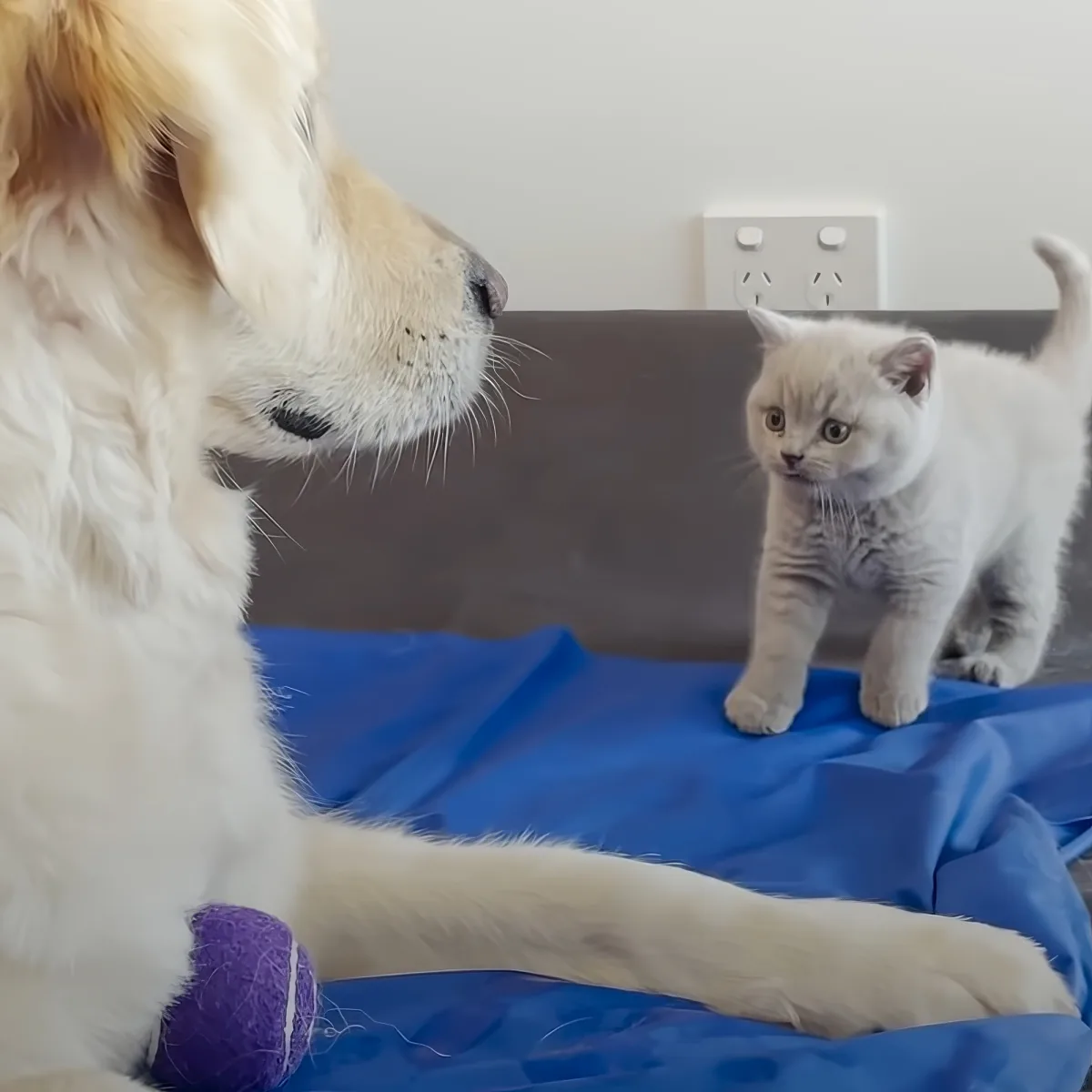 Support kitten and Golden Retriever