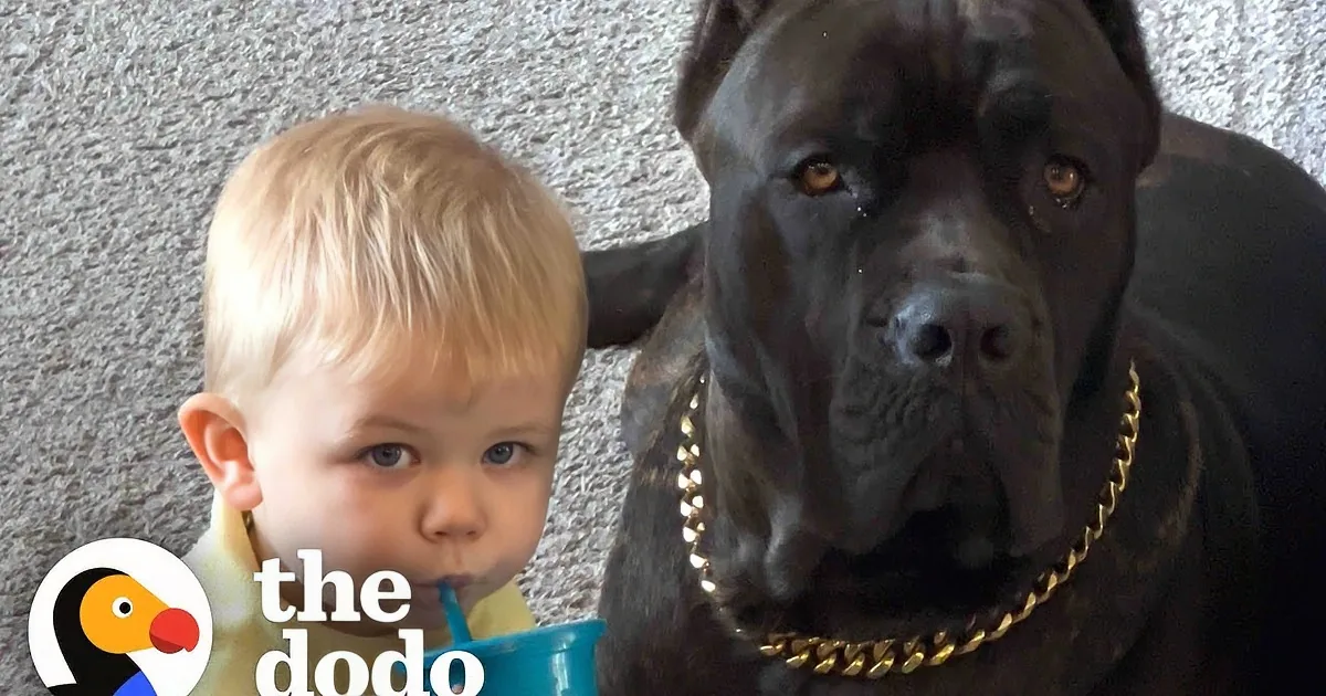 125-Pound Dog Helps Baby Become an Early Walker