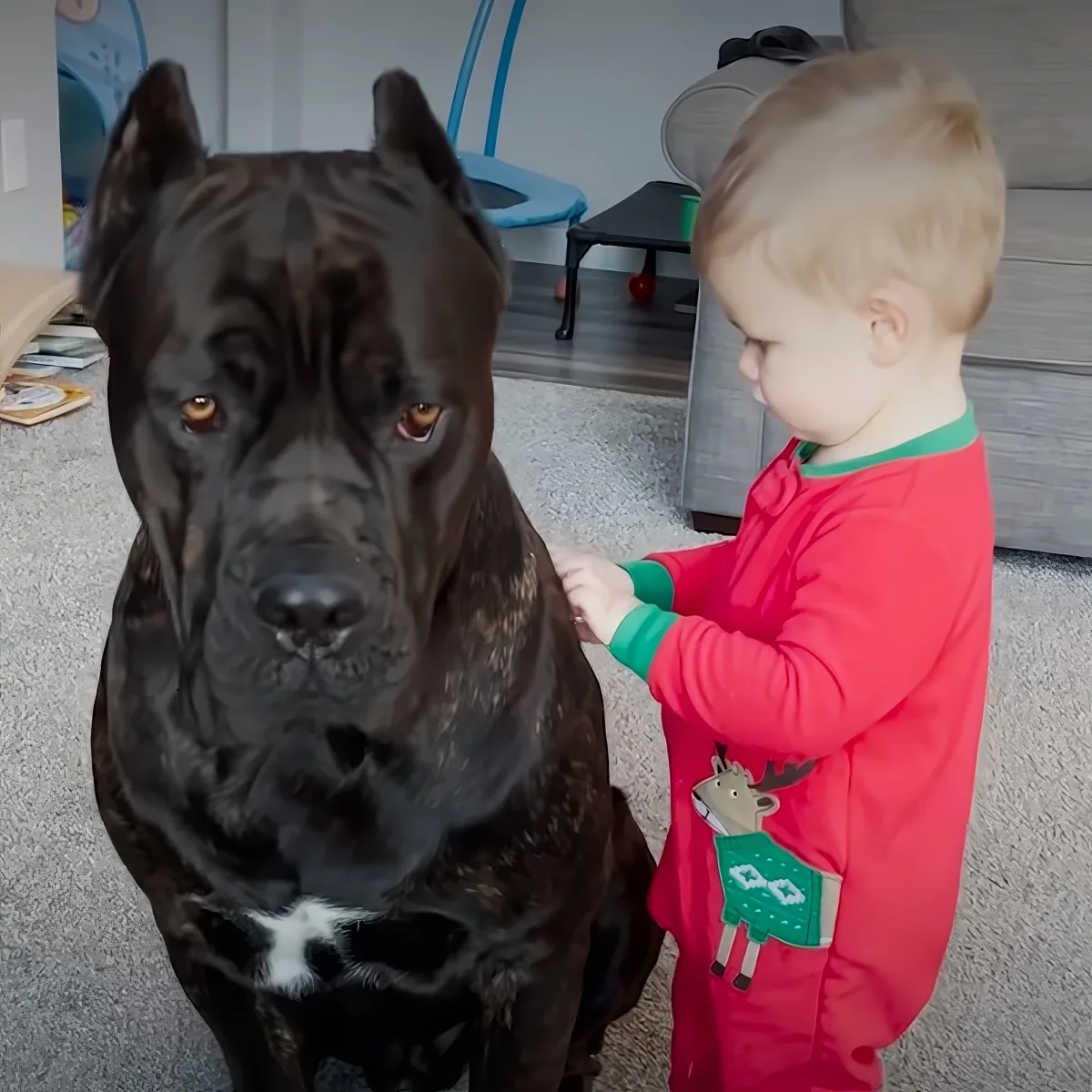Dog and baby