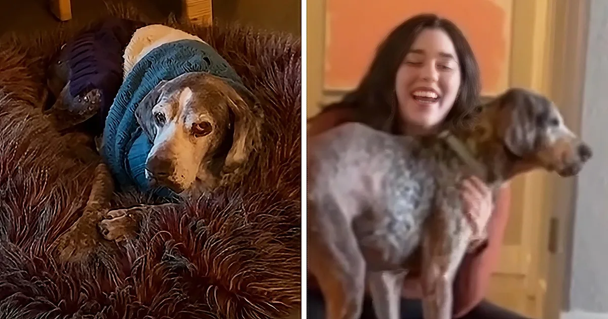 12-Year-Old Senior Rescue Dog Reconnects With His Inner Puppy