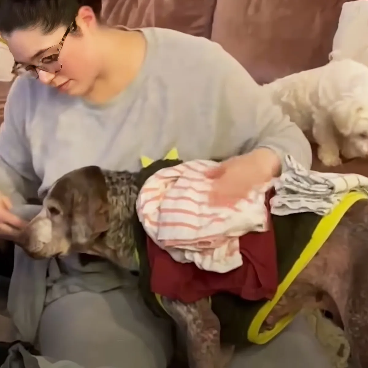 Senior rescue dog