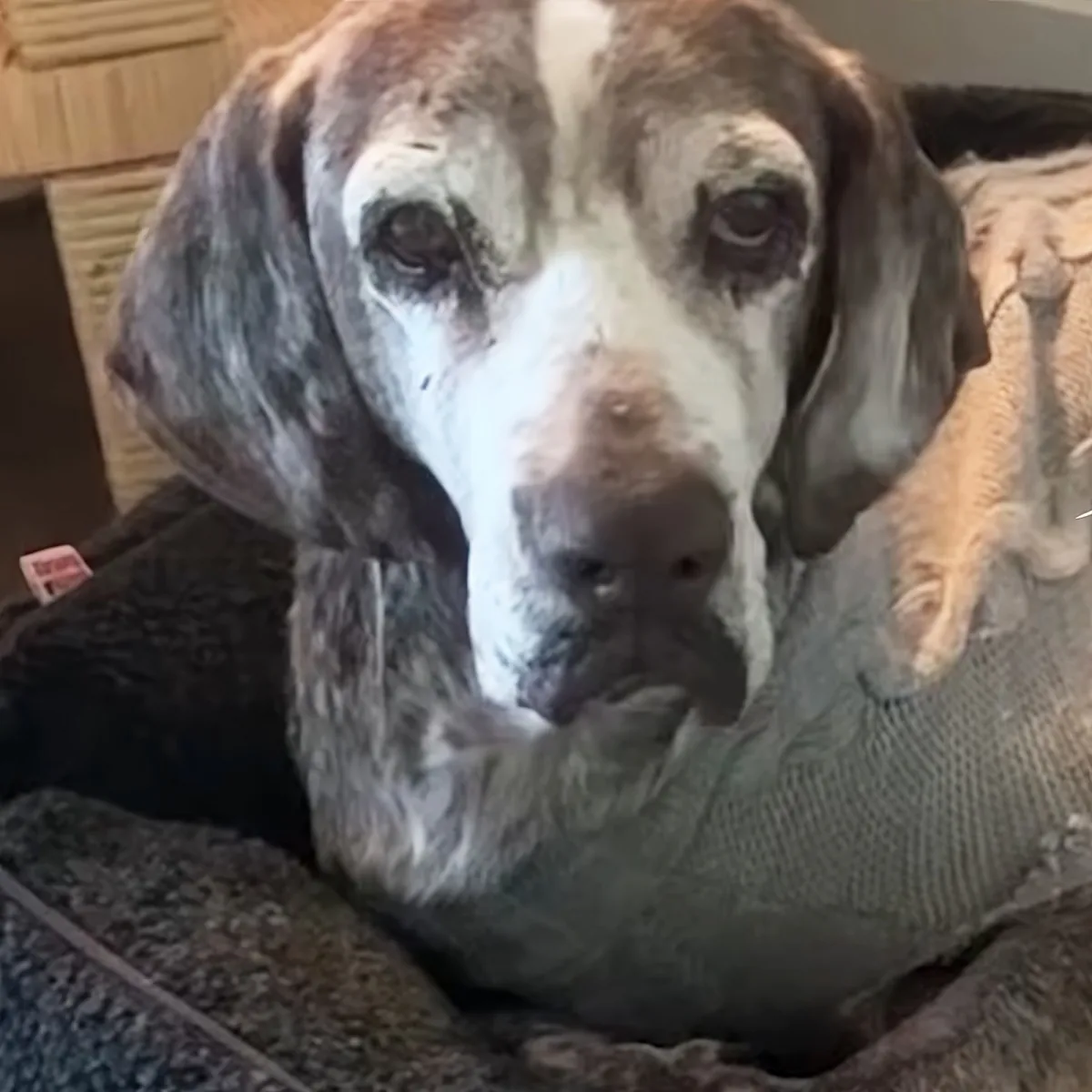 Senior rescue dog