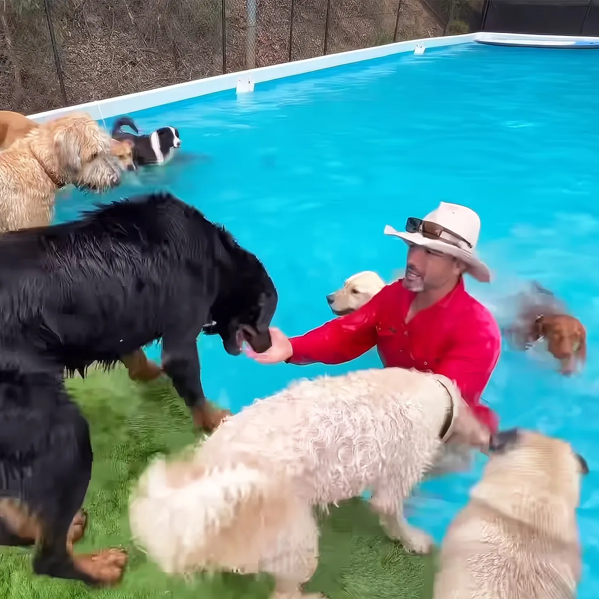 Dogs in a Pool