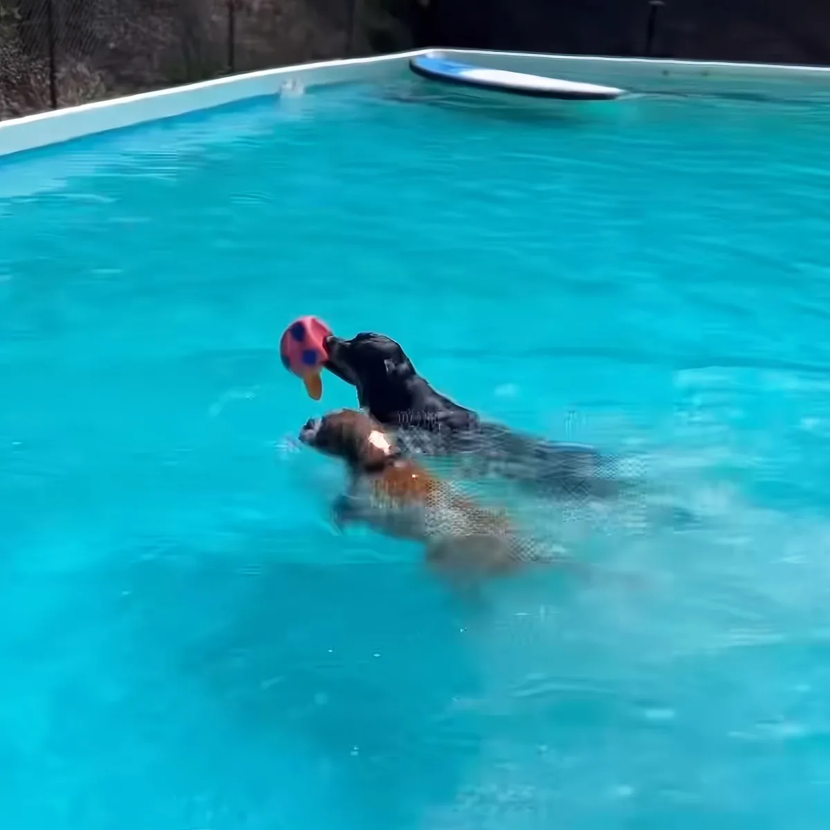 Dogs swimming in a Pool