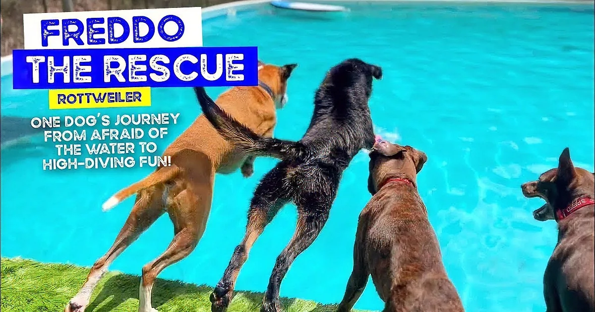 A man in a red shirt and cowboy hat holds a black dog in a pool, with another dog nearby.