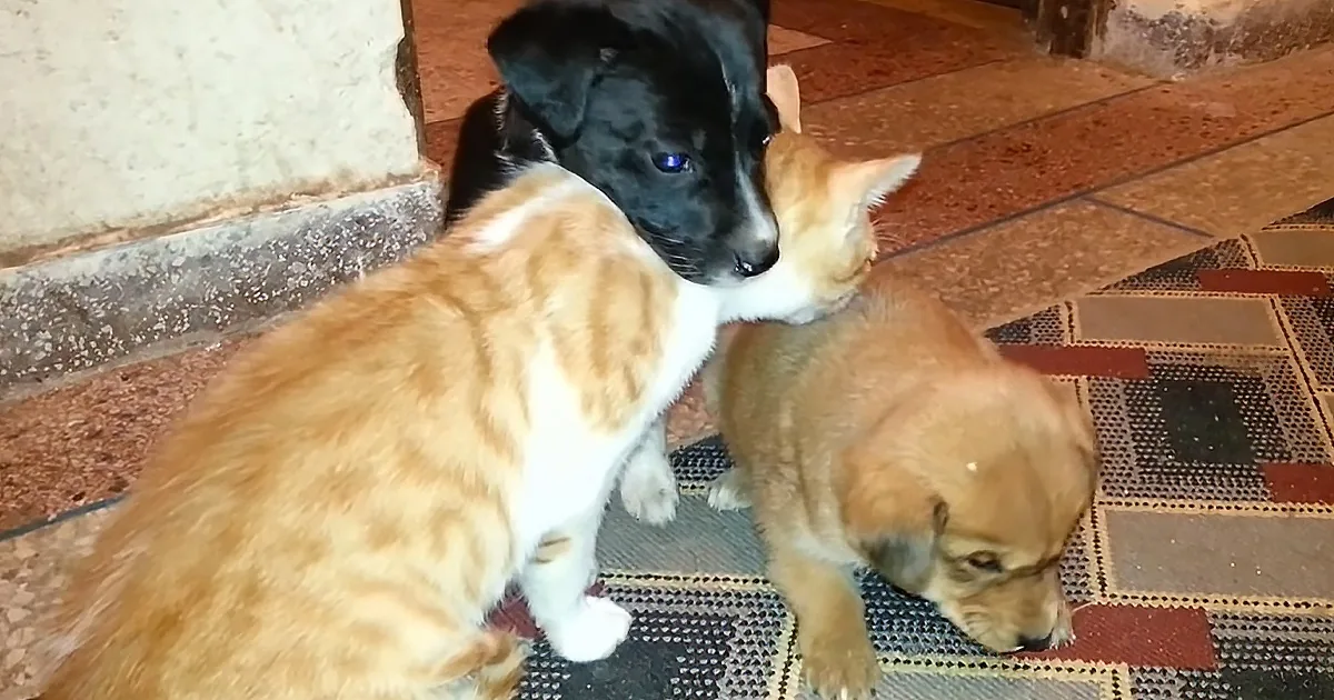 Rescued Puppy Now Has Cat and Puppy Siblings to Play With