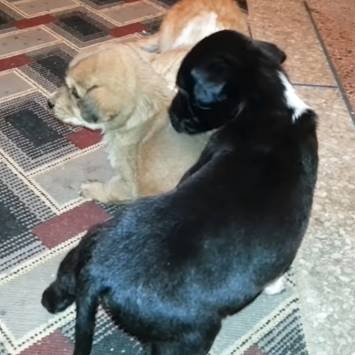 Puppies and kitten